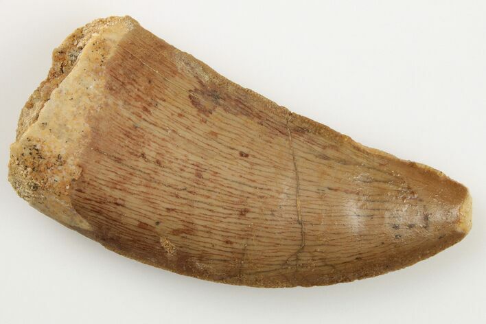 Serrated, 2.2" Carcharodontosaurus Tooth - Real Dinosaur Tooth